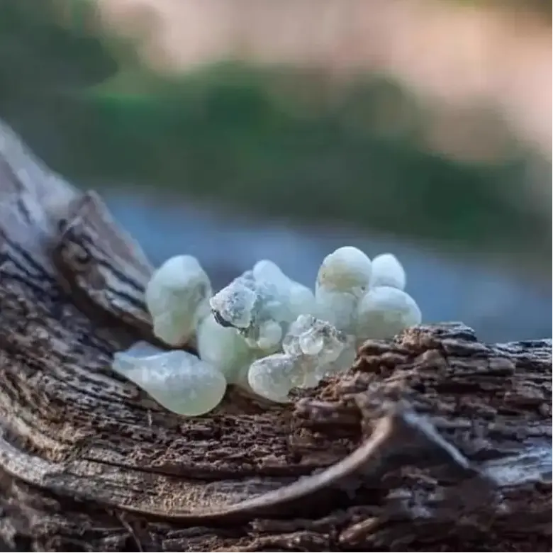 Résine oliban Hojari d'Oman grade royal, encens naturel pour rituel et aromathérapie