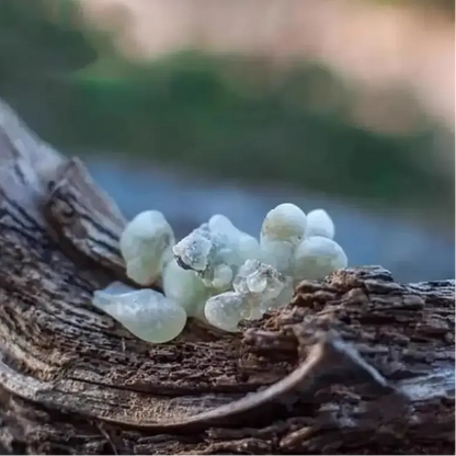 Résine oliban Hojari d'Oman grade royal, encens naturel pour rituel et aromathérapie